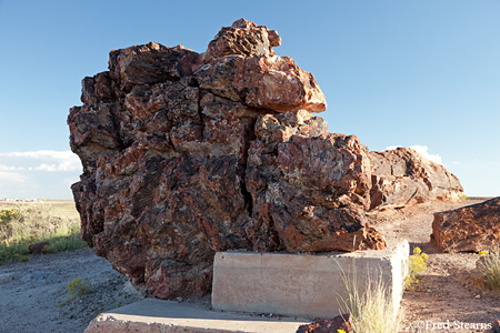 Petrified Forest National Park Rainbow Forest